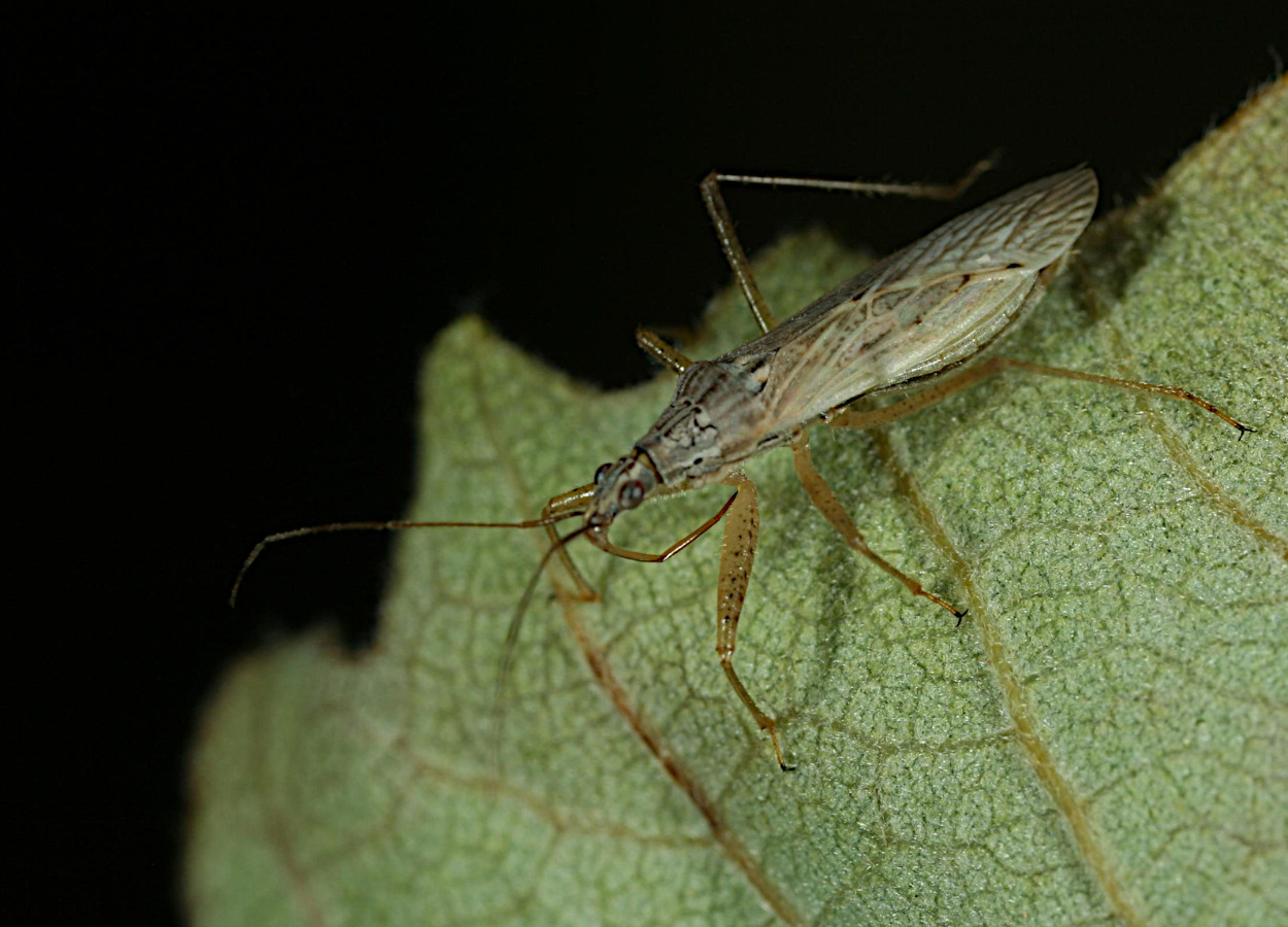 Nabis americoferus - Foto: Winston Beck / Iowa State University - Bugwood