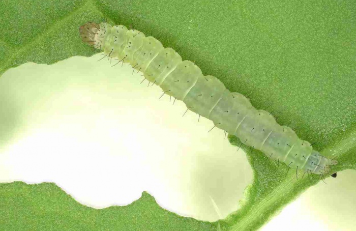 Insetos ampliam arsenal bioquímico contra defesas das plantas