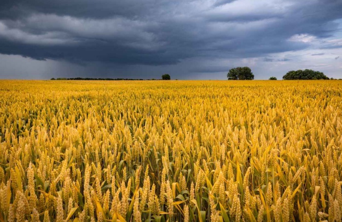 Excesso de chuva compromete lavouras de trigo no Sul