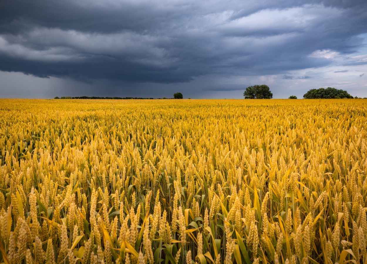 Excesso de chuva compromete lavouras de trigo no Sul