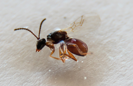 Parasitoide da mosca-das-frutas sulamericana: Aganaspis nordlanderi (Hymenoptera: Figitidae). (Tamanho real do inseto: 3mm). Foto: André Amarildo Sezerino
