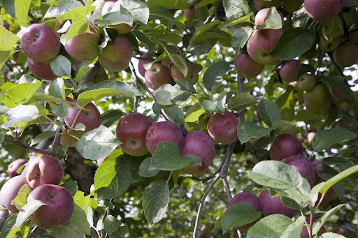 Cálcio associado a aminoácidos melhora produtividade e qualidade da maçã