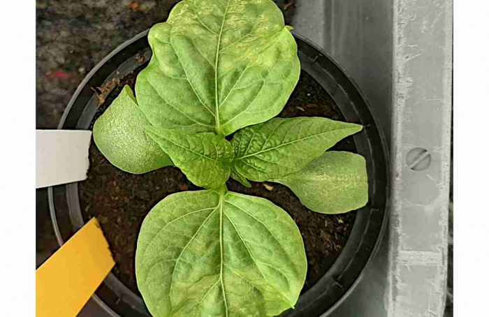 Novo cenário para o Tomato spotted wilt virus ameaça tomate e pimentão
