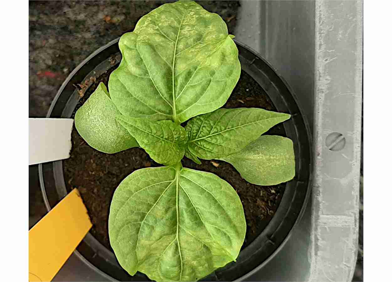 Novo cenário para o Tomato spotted wilt virus ameaça tomate e pimentão