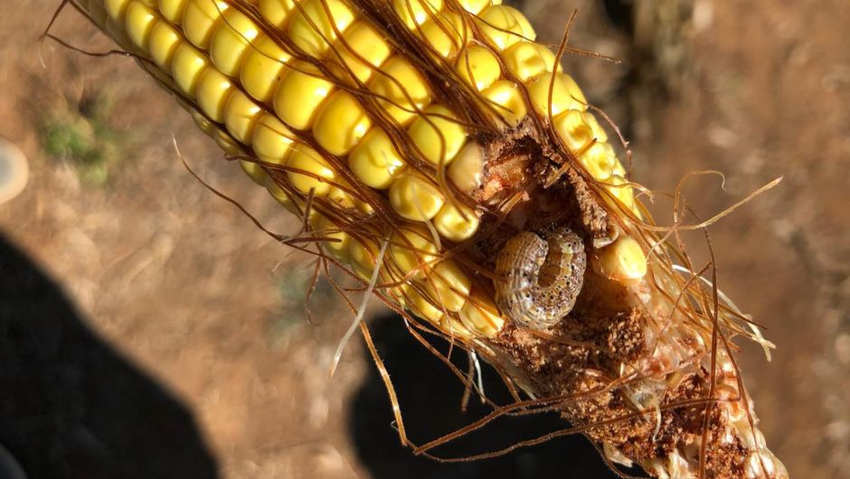 Figura 3: presença de Spodoptera frugiperda na espiga de milho no campo; foto: Maria Gabriela Venâncio (2022)&nbsp;