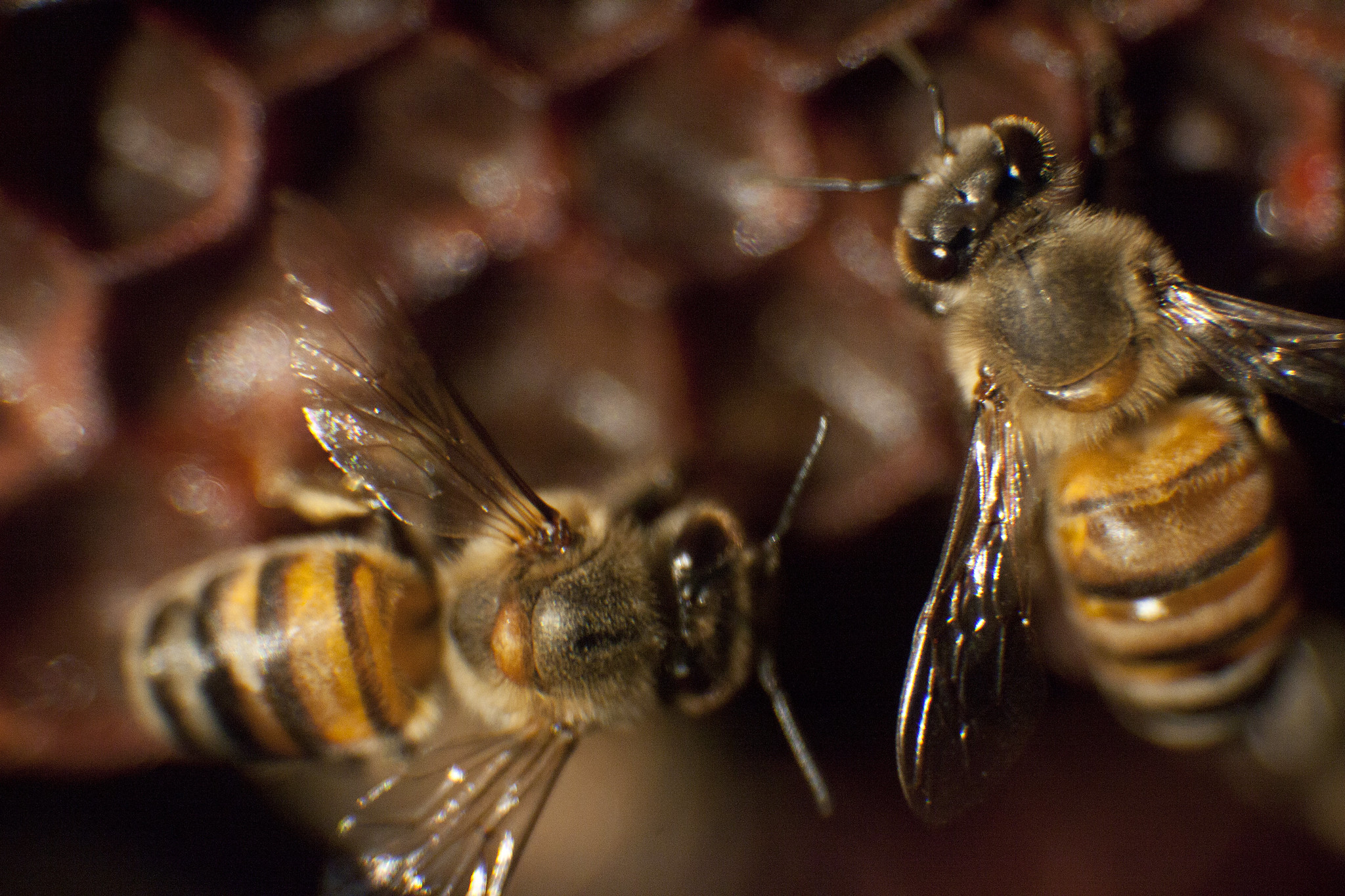 Citricultura e apicultura: com boas práticas é possível coexistência entre as duas atividades