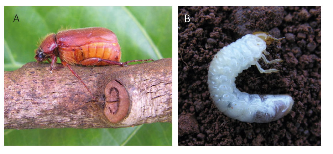 Figura 4 - Adulto (A) e larva (B) de Phyllophaga capillata