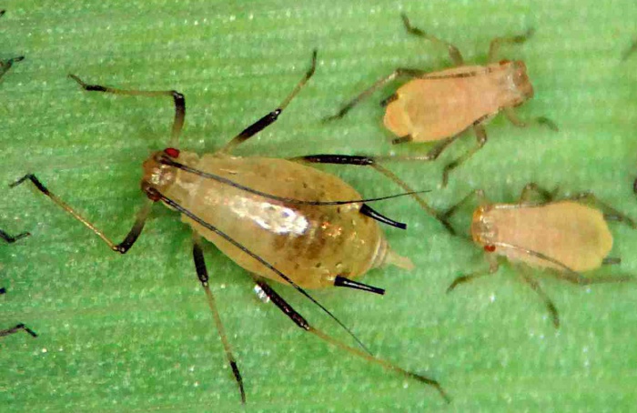 Pulgão-dos-cereais apresenta novas mutações ligadas à resistência