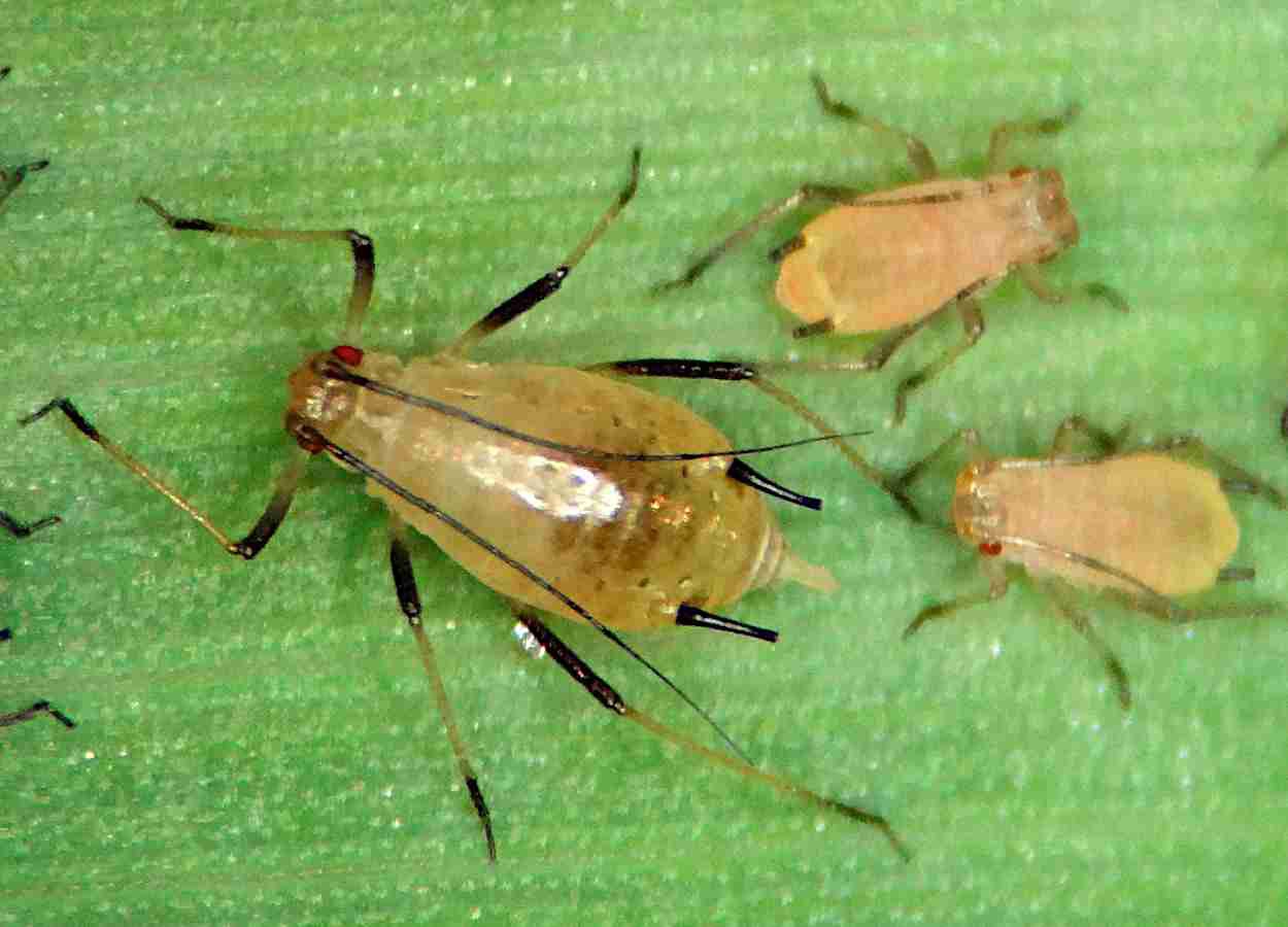 Pulgão-dos-cereais apresenta novas mutações ligadas à resistência