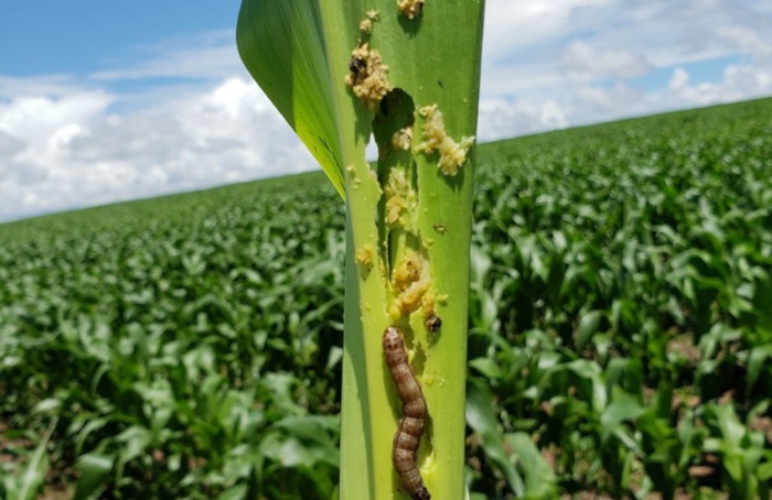 Falhas no manejo ampliam surtos de lagartas no país