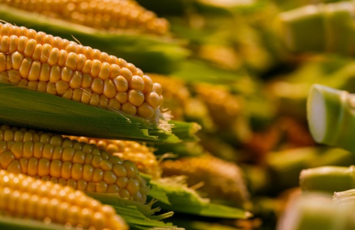 Safra recorde nos EUA traz viés negativo aos preços do milho