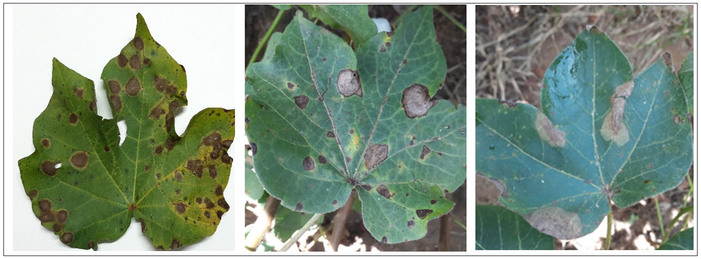 Figura 1: Sintomas de Corynespora cassiicola, Alternaria spp. e Myrothecium roridum nas folhas de algodão na safra 2019/2020.