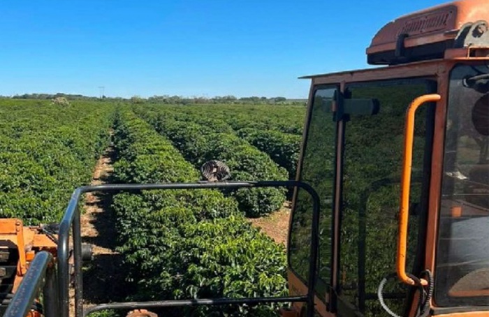 Expocacer informa avanço da colheita de café para 51%