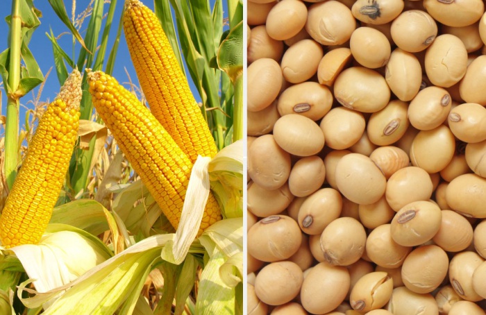 USDA mantém estimativas para a safra 2024-25 de soja e milho