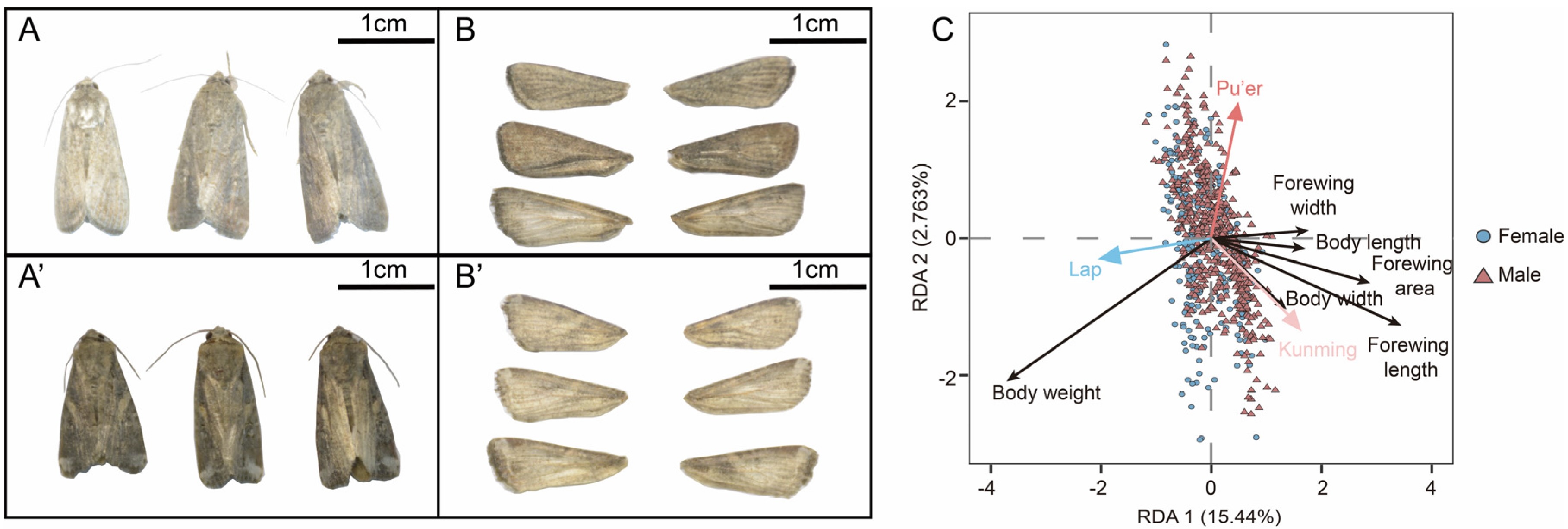 Diferenças morfológicas entre Lap, Pu’er e Kunming. <b>(A, A’)</b> Fotografias representativas de fêmeas e machos da lagarta-do-cartucho (FAW) das populações de Lap, Pu’er e Kunming, respectivamente (da esquerda para a direita). Barra de escala = 1 cm. <b>(B, B’)</b> Imagens representativas da asa anterior de fêmeas e machos da lagarta-do-cartucho (FAW) das populações de Lap, Pu’er e Kunming, respectivamente (de cima para baixo). Barra de escala = 1 cm. <b>(C)</b> Análise de Redundância (RDA)
