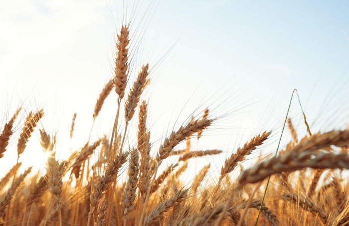 PR Safra 2025/26: preços freiam avanço do trigo