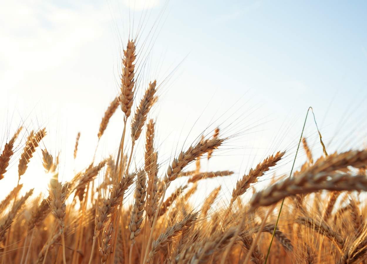 PR Safra 2025/26: preços freiam avanço do trigo