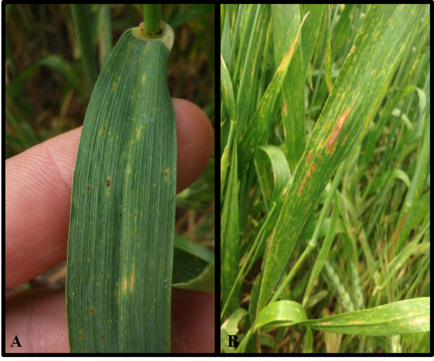 Figura 1. Sintomas da mancha marrom (A) e da mancha-amarela (B) em folhas de trigo.