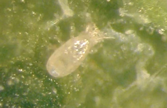 Predação intraguilda reduz desempenho de Neoseiulus barkeri