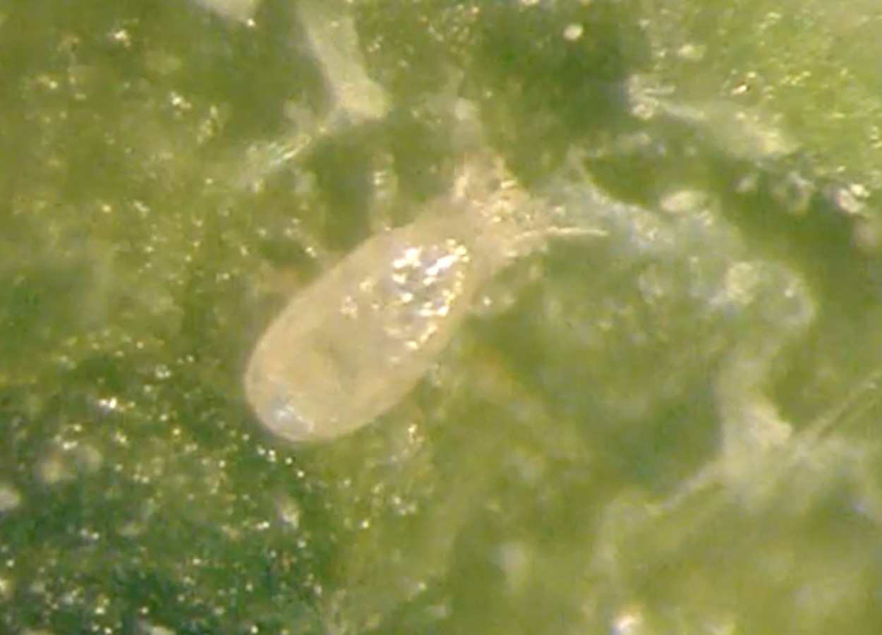 Predação intraguilda reduz desempenho de Neoseiulus barkeri