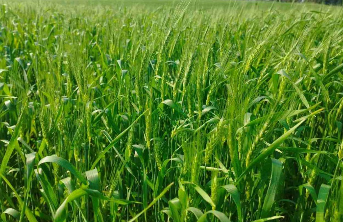 Chuvas favorecem o cultivo do trigo no Rio Grande do Sul