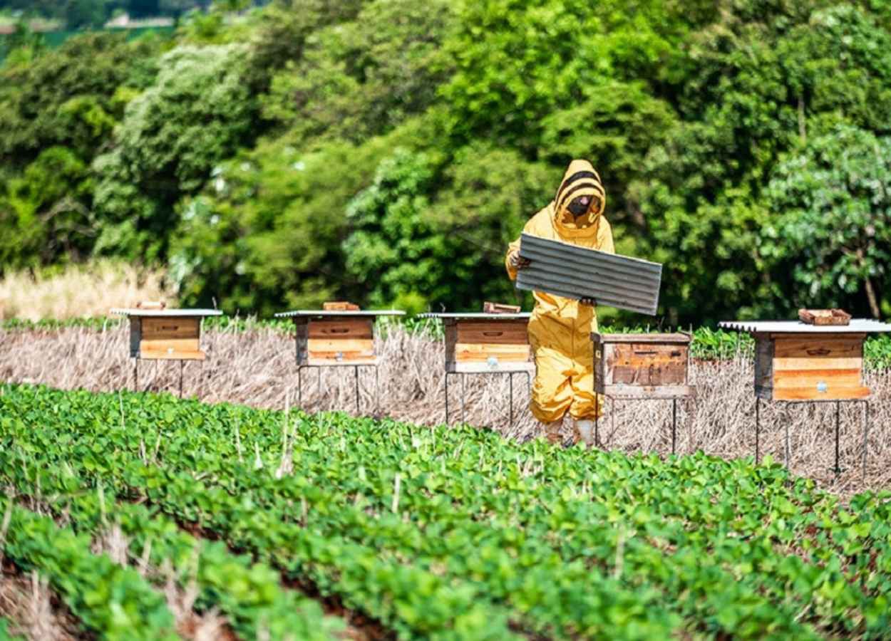 Especialistas e apicultor apresentarão protocolo validado e experiências práticas que fortalecem a relação entre soja e mel