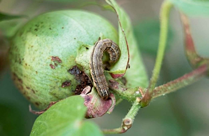 Resistência a espinetoram em lagarta-do-cartucho avança