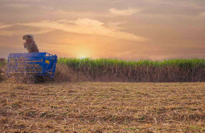 Cana Summit: evento em Brasília discute o futuro da cana-de-açúcar