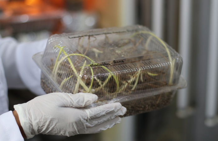 Tecnologia impulsiona uso da macaúba como biocombustível