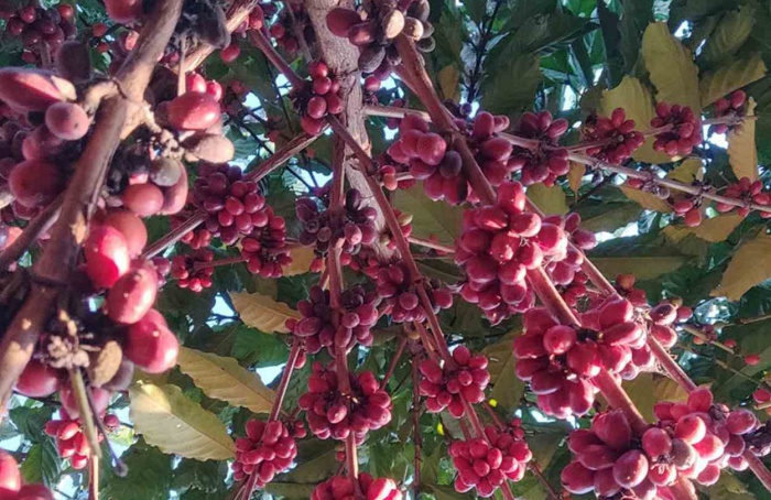 Estudo comprova a sustentabilidade do café da região das Matas de Rondônia