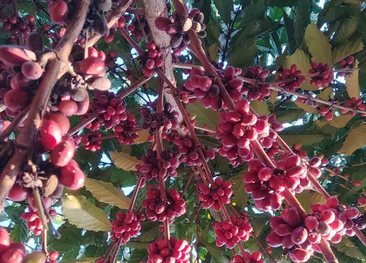 Study proves the sustainability of coffee from the Matas de Rondônia region