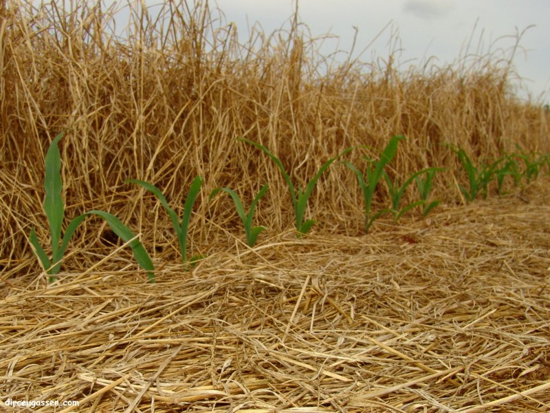 O cuidado na regulagem das semeadoras é fundamental, pois os hídricos modernos de milho, por exemplo, toleram pouco a variação na população.