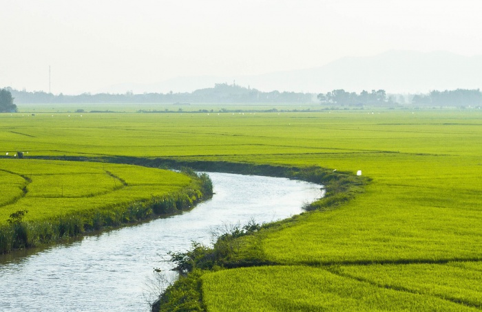 Mudanças climáticas impactam arroz na Ásia Oriental