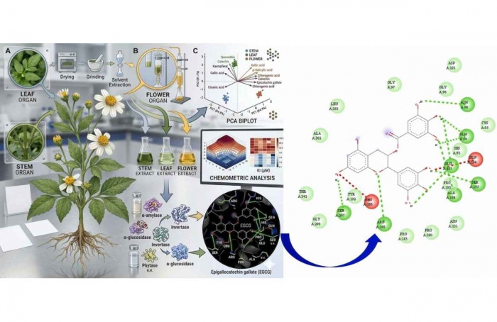 Extrato foliar de picão-preto inibe crescimento de plantas daninhas