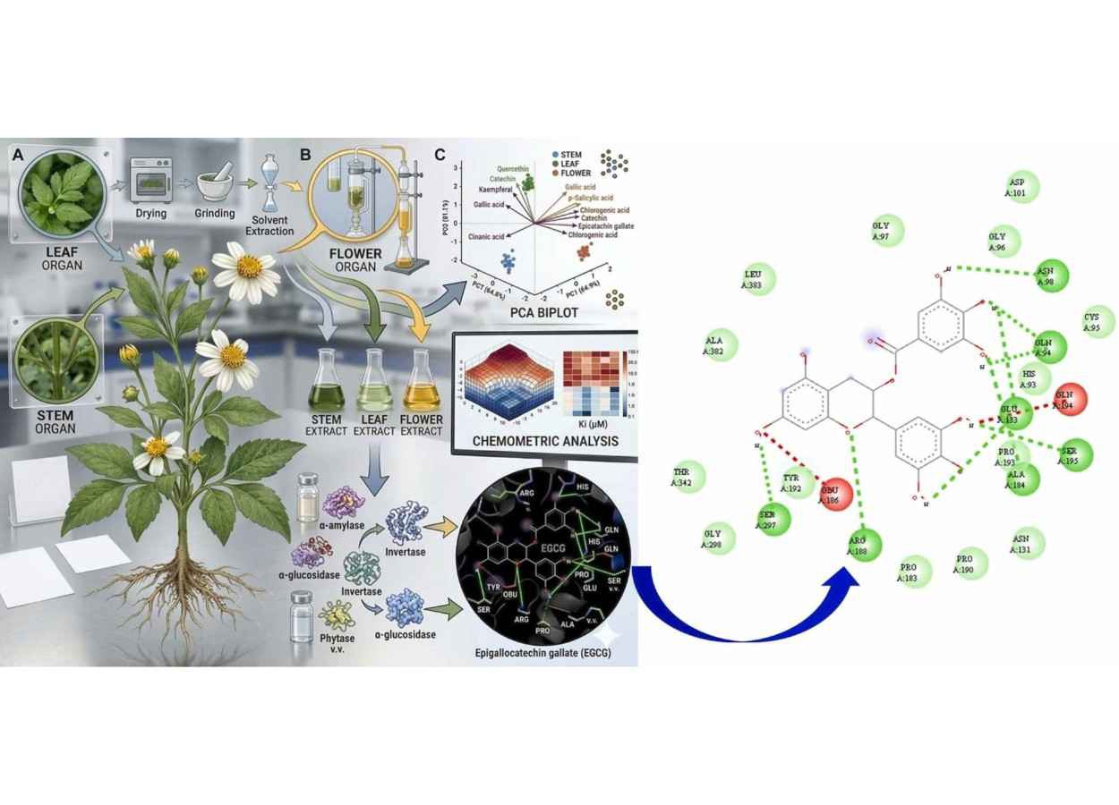 Extrato foliar de picão-preto inibe crescimento de plantas daninhas