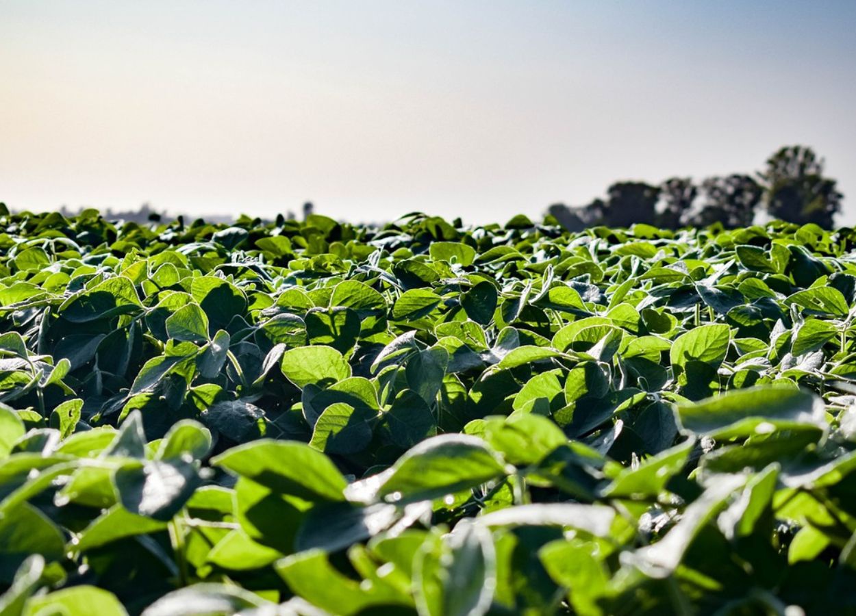 Tool that detects soybean diseases is in the testing phase
