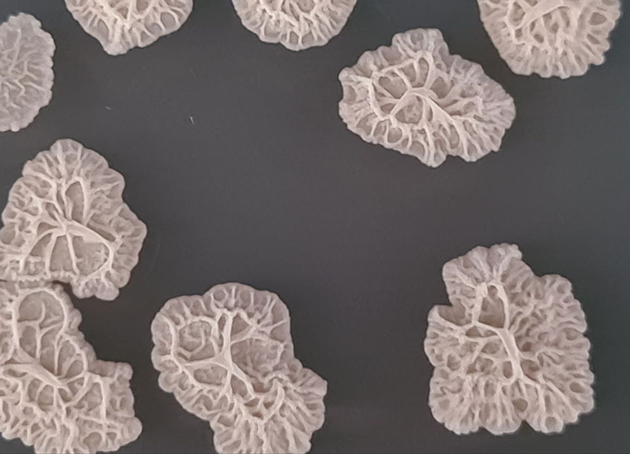 Mercado de bioinsumos à base de Bacillus cresce 391%