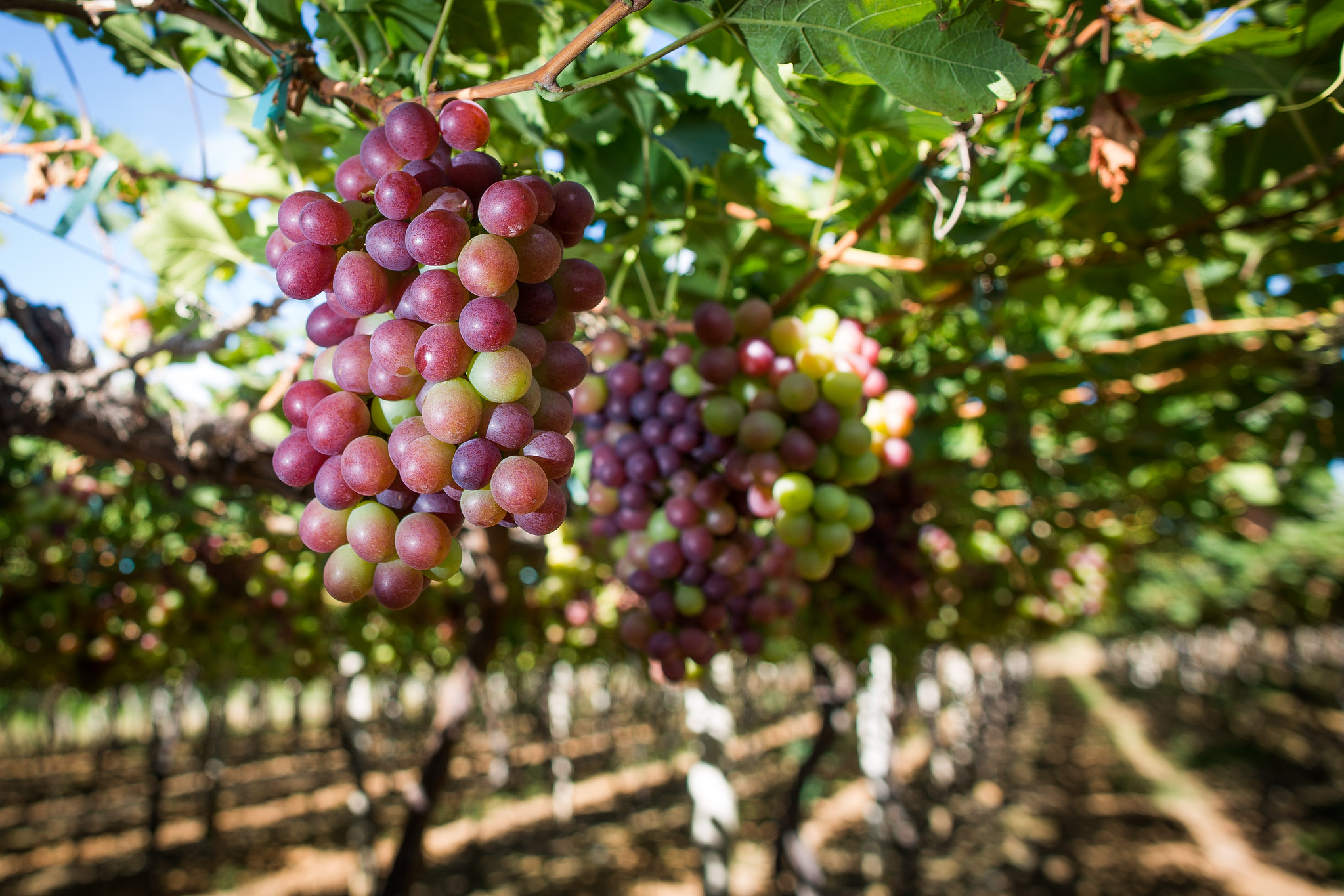 Exportações da uva estão mais intensas em outubro