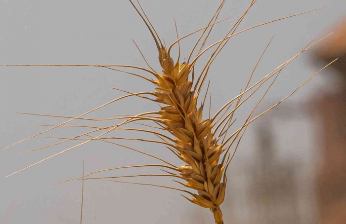 Pesquisadores identificam genes-chave da espiga do trigo