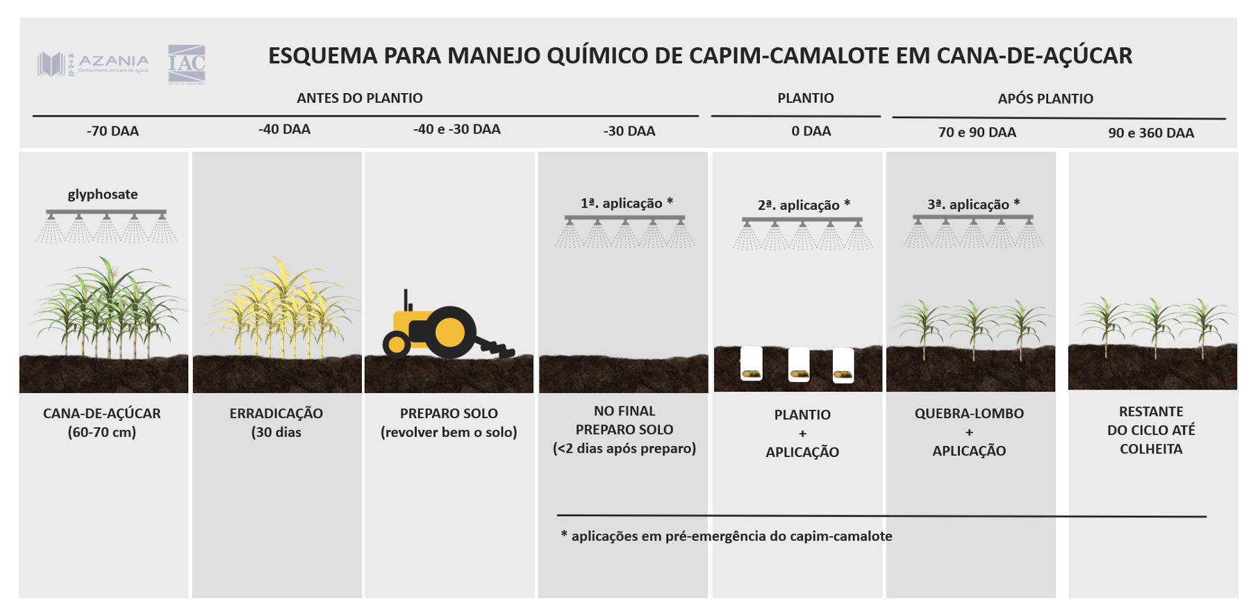 Esquema para manejo químico do capim-camalote em cana-de-açúcar (Instituto Agronômico, 2023)