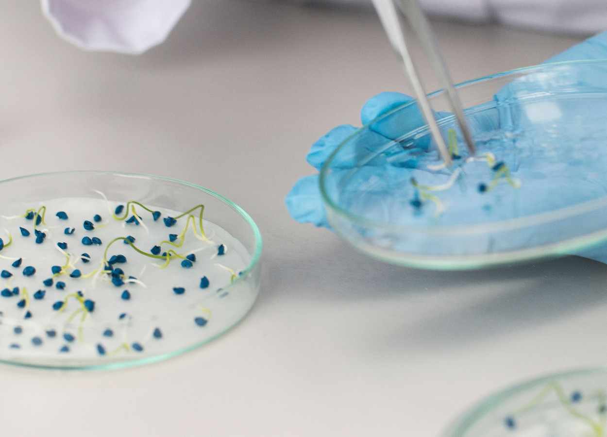 Estudo mostra falha no transporte de ácido salicílico e perda de resistência adquirida