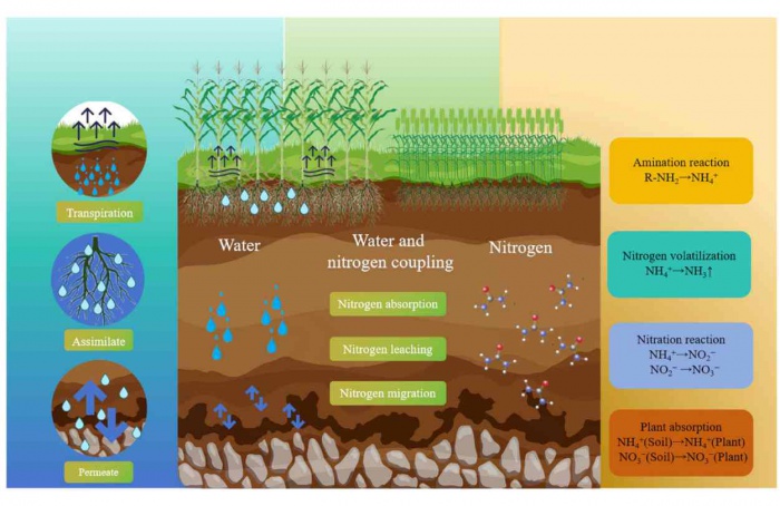 Manejo de água e nitrogênio aumenta produtividade de trigo e milho