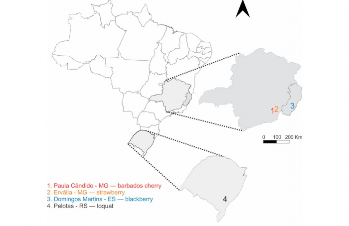 Drosophila suzukii resistente ameaça produção em Minas Gerais