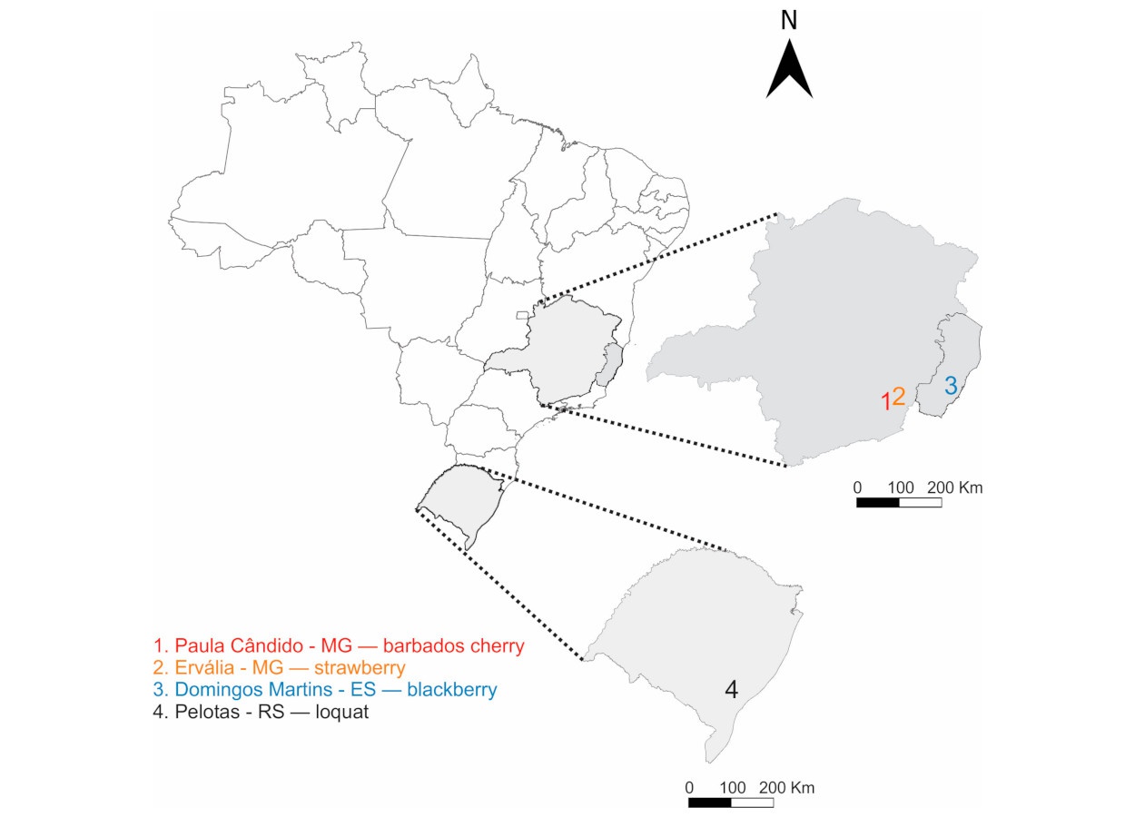 Drosophila suzukii resistente ameaça produção em Minas Gerais