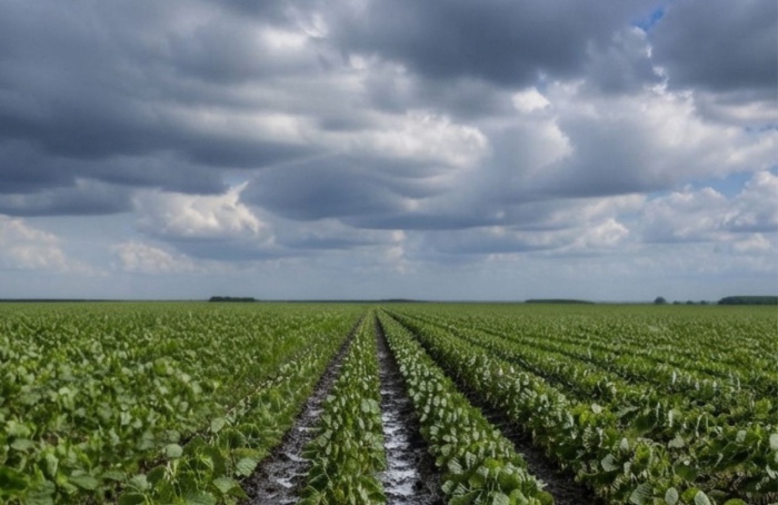 El Niño pode impulsionar produtividade agrícola no Sul do Brasil