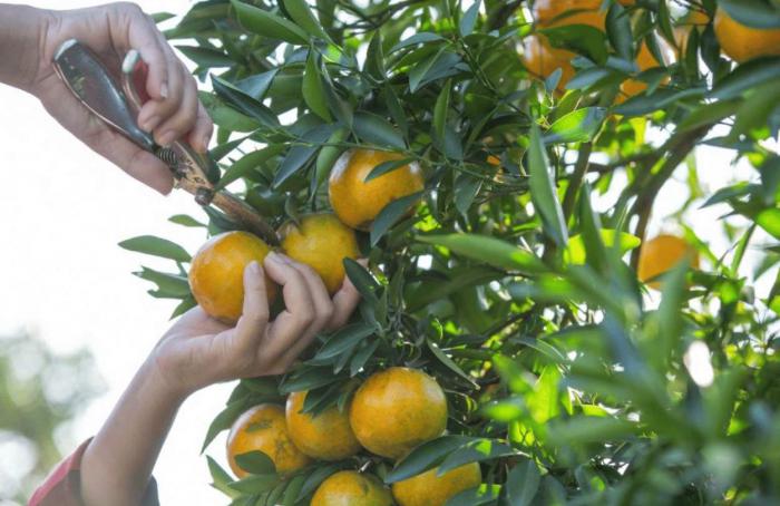 CDA lança canal para denúncia de pragas em plantações de laranja