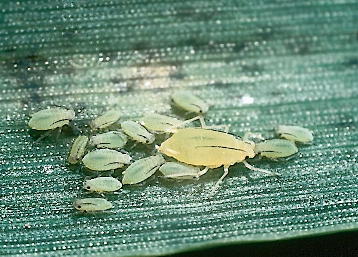 Foto:&nbsp;Kansas Department of Agriculture - Bugwood