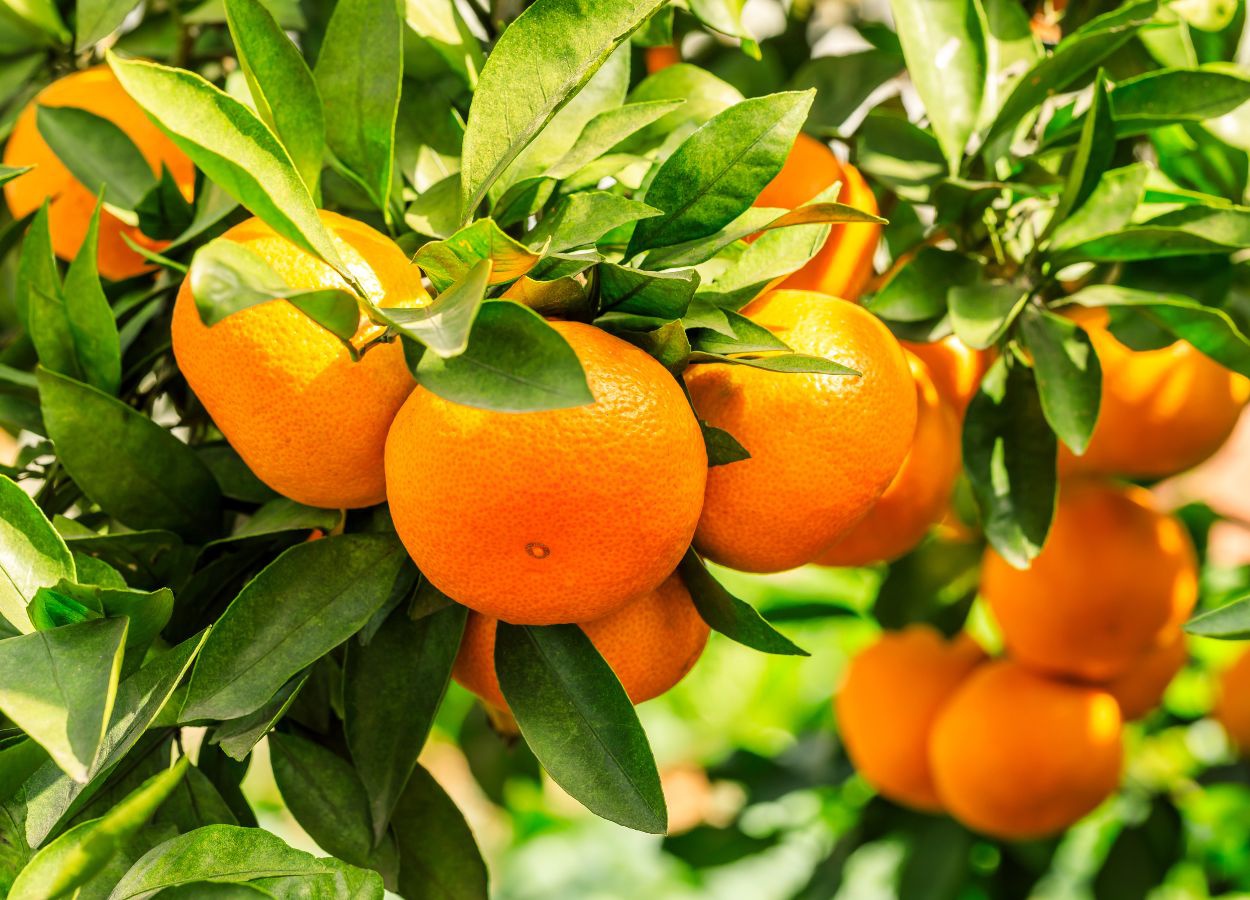 SP reinforces actions to strengthen citrus farming