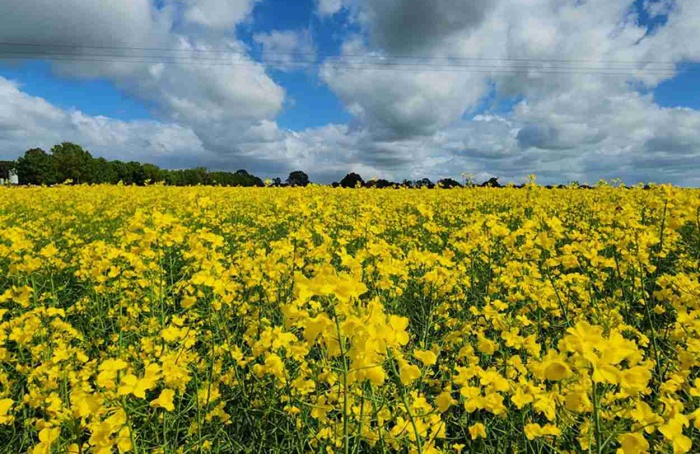 Canola 2ª safra pode cortar emissões da aviação