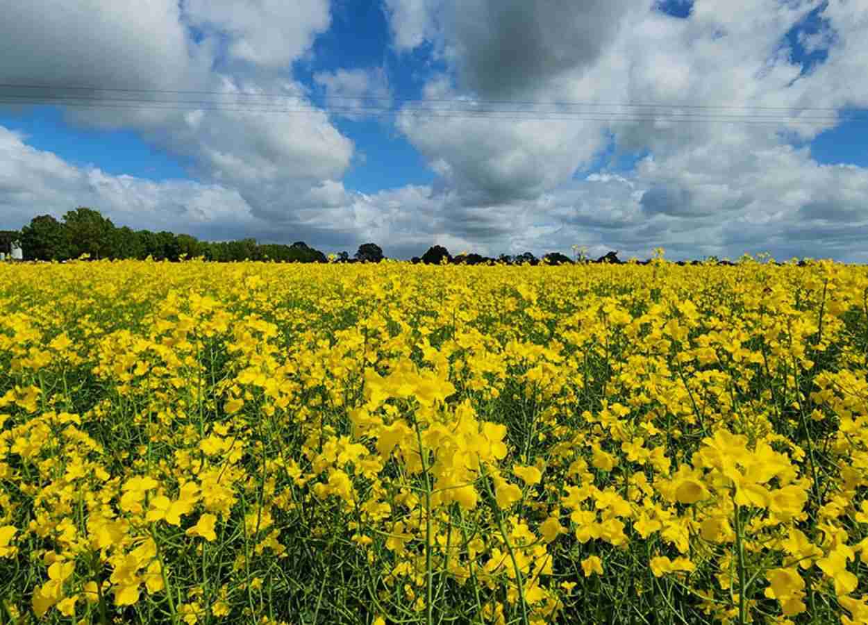 Canola 2ª safra pode cortar emissões da aviação